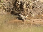 Baby Crocodile