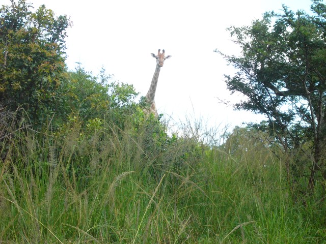 Giraffe