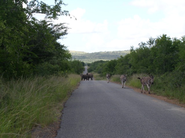 Elephants and Zebras, hanging out