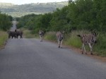 Elephants and Zebras, hanging out