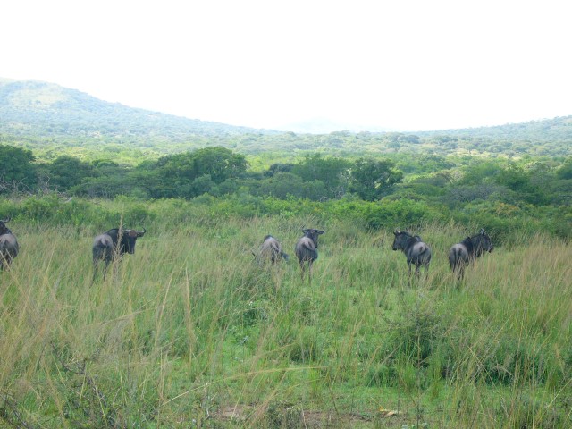 Wildebeasts