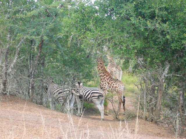 Giraffes and Zebras