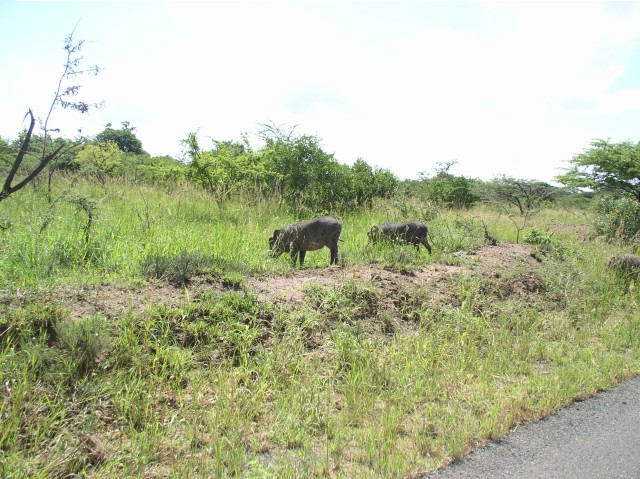 a Warthog couple