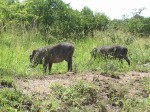 a Warthog couple