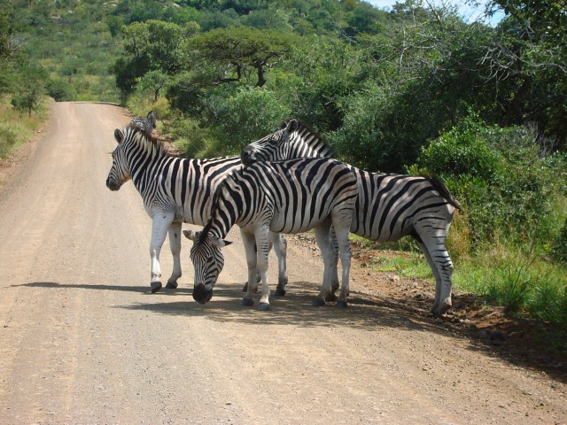 lazy Zebras..  *mutter* *mutter*