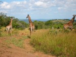 Giraffes out in the open