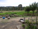 This is the school garden that Lori and Jesse helped plant and maintain.  Jesse installed a pipe that uses the "wasted" water from the fountain to irrigate the garden.