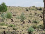 A group of monkeys just outside of the monastery.