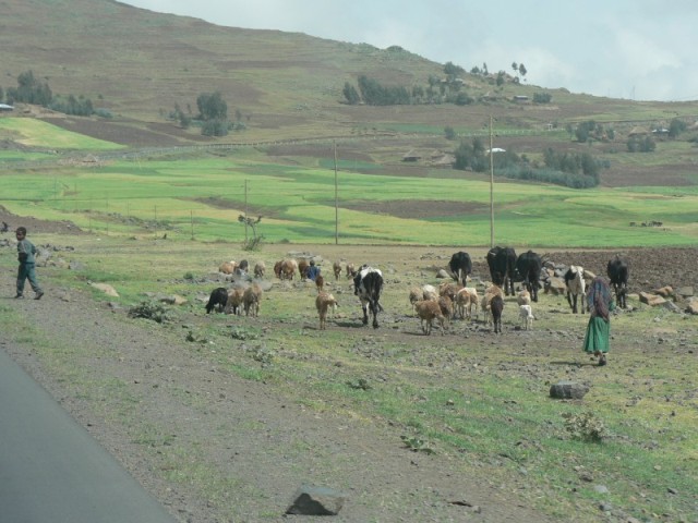 Roadside cows and sheep.