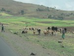 Roadside cows and sheep.