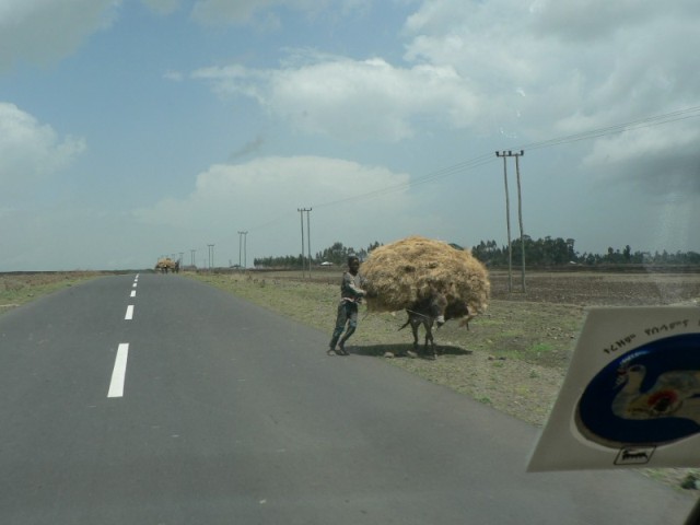 I think this poor donkey has a bit more hay than he bargained for..  :-)