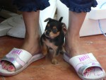 One of the shopkeepers had an adorable little puppy!  We asked her if it was for sale but no go..