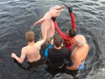 The next day started off with a trip to see some pink river dolphins. We were standing on a platform in the river. It was a bit weird having all of those sharp hungry teeth underwater all around us.