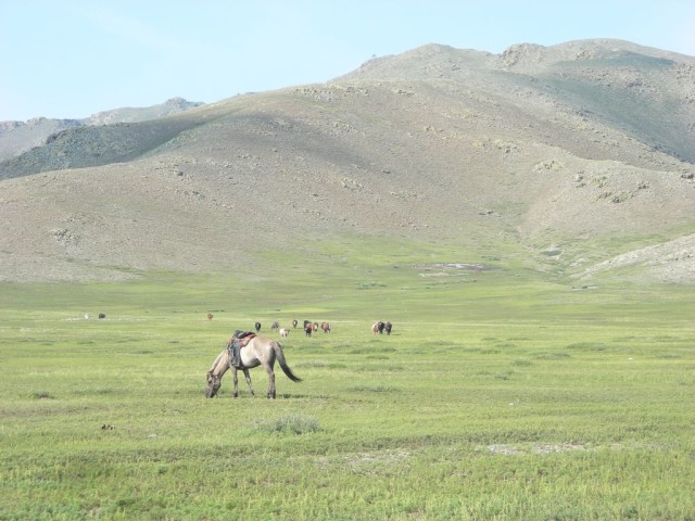 There are more horses than people in Mongolia.  They are used for riding, for their milk, and are eaten.