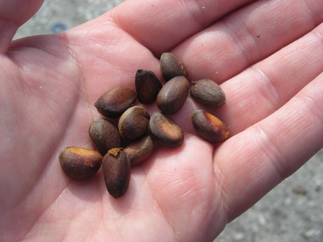 For a side dish, we had some roasted pine nuts.