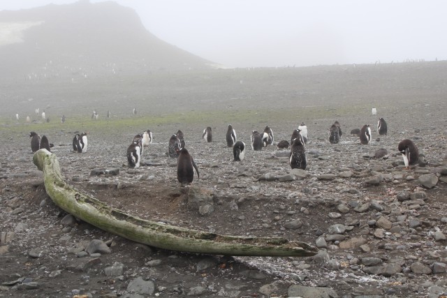 We found our first penguins! In the foreground here is a whale jawbone.