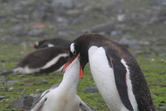 We arrived after the eggs were hatched and the penguin young were now adolescents. This guy is really getting up in there!

Photo Credit: Aurelie Reynard