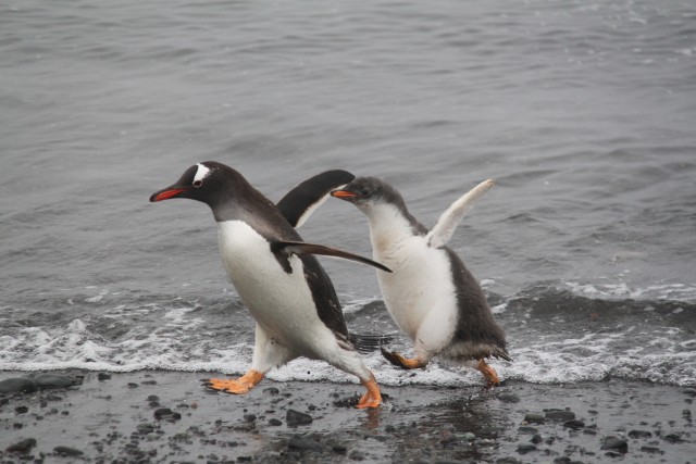 The penguins would chase each other around the beach, it was adorable!!

Photo Credit: Aurelie Reynard