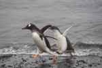 The penguins would chase each other around the beach, it was adorable!!

Photo Credit: Aurelie Reynard