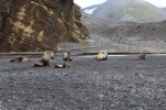 On our second day in the Shetland Islands we landed at Bailey Head on Deception Island. First to greet us was a group of Fur Seals.