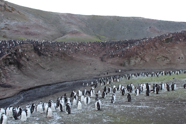 On this tiny island there are 50,000 breeding pairs of Chinstrap Penguins.