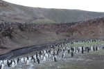 On this tiny island there are 50,000 breeding pairs of Chinstrap Penguins.