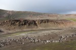 All of the tiny dots on the far ridge in this photo are chinstraps.