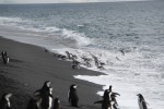 The penguins would enter and leave the water in awkward, carefree, mesmerizing groups.

Photo Credit: Aurelie Reynard