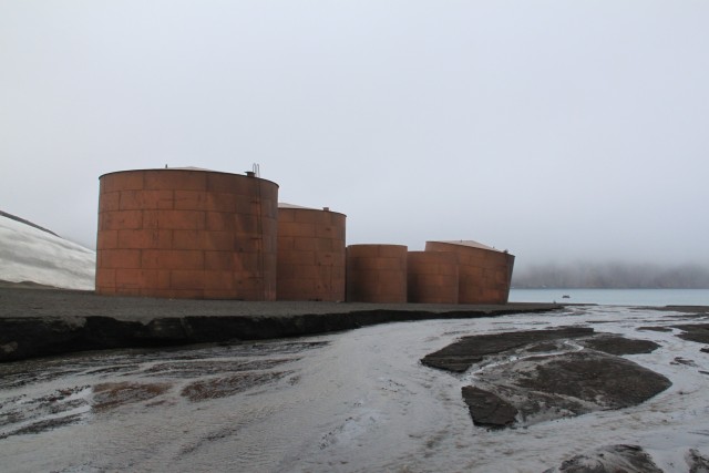 This afternoon we landed at Whaler's Bay, an abandoned whaling site.