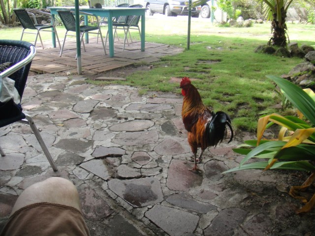 We had a friendly visitor for lunch, who seemed to think it was still daybreak.
