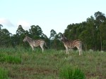 We went on a nature drive just around the trails where we were staying.  We saw lots of zebras..