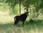 This poor guy has foam taped over his horns to prevent him and the other males of his species from killing each other over mating rights.  Talk about emasculating!