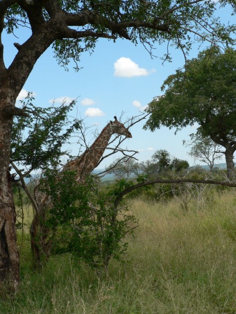 Giraffes seem to like to hide behind bushes that just aren't tall enough to do the job..  I see you!
