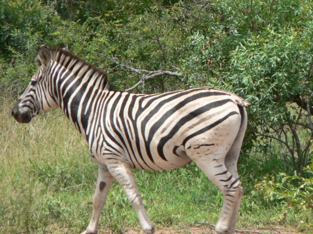 Still bitter towards zebras since one tried to kick me in Zambia.  Grr..