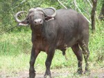 We drove away pretty quickly when this water buffalo started acting aggressively towards out jeep.