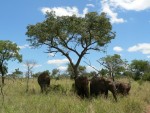 I just love the tree and sky in this picture.  Oh yeah and there are some elephants too.  :-)