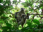 We found them!  They are only endemic to Zanzibar.