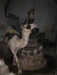 Here is a grain mill that uses camel power.