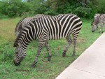 These zebras were just wandering around the grounds of the Zambezi Sun hotel.  We thought they were cute and ran over to take a picture with them - but this one tried to kick me!  No, Bad Zebra!!  Bad!!