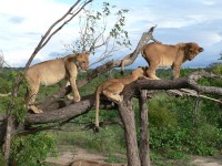 Highlight for album: Southern Africa Adventure - Zimbabwe