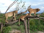 Vic Falls has more adventure sports than you can shake a stick at.  One of the activities that we opted to spring for was a lion walk.  We visited a lion orphanage where you can walk with and actually pet the juvenile lions.