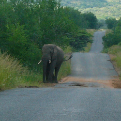 2005-03-31 Big Five South African Safari