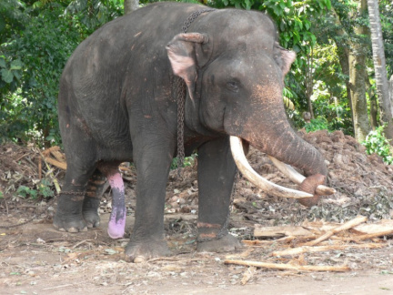 ceylon5