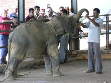 ceylon6