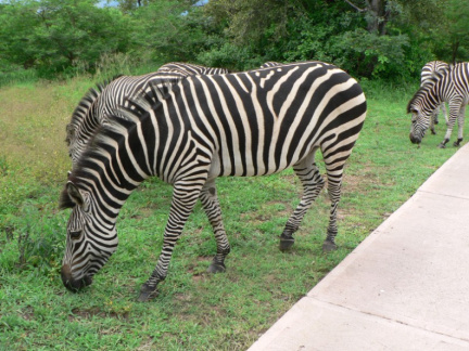 zambia8