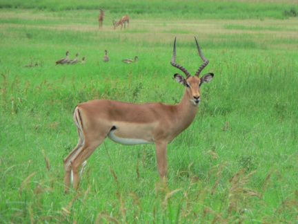 botswana04