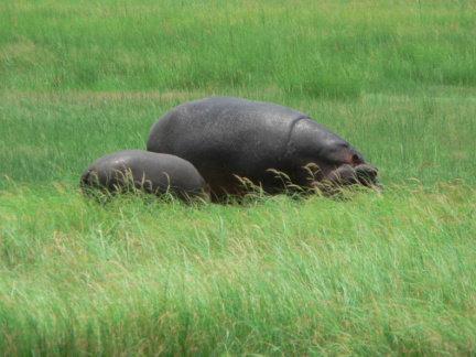 botswana05