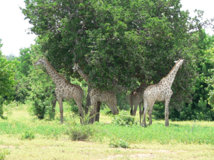 botswana06