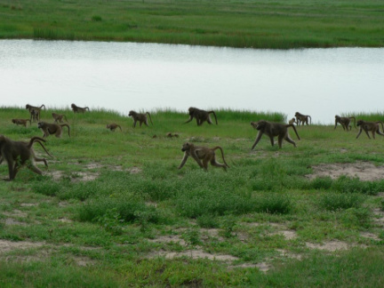 botswana08