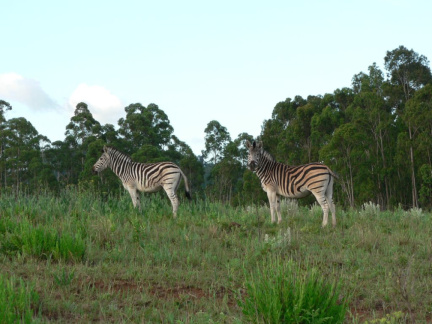 swaziland06